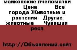  майкопские пчеломатки F-1  › Цена ­ 800 - Все города Животные и растения » Другие животные   . Чувашия респ.